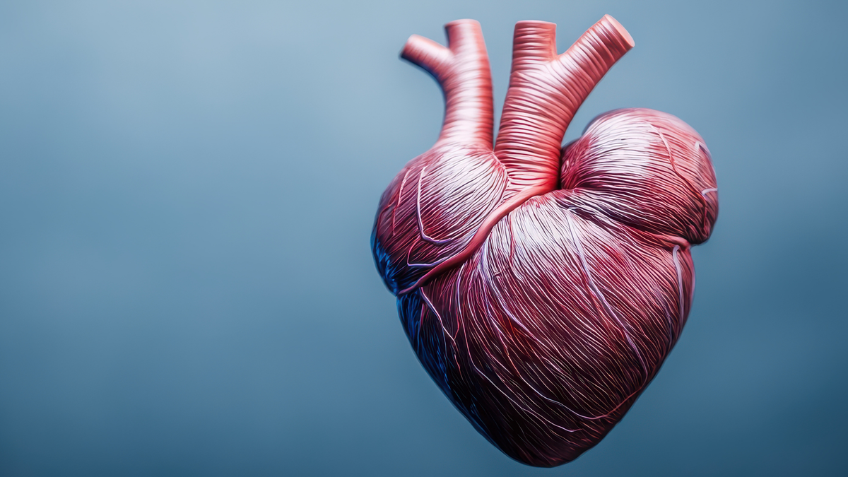 Heart